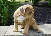 Gucci, a male English Bulldog and Olde English Bulldogge for sale in Millersburg, IN – 2 of 4