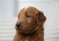 Archer , a male Goldendoodle for sale in Millersburg, IN – 6 of 7
