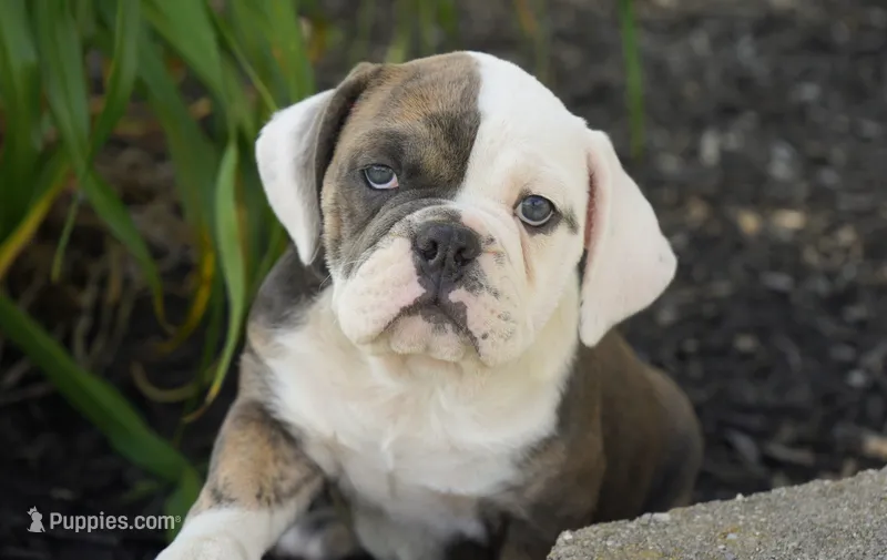 Pebble – English Bulldog, Olde Boston Bulldogge puppy for sale in Millersburg, IN
