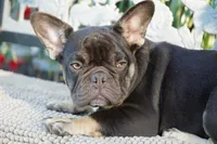 Truffle , a female French Bulldog for sale in Millersburg, IN – 5 of 5
