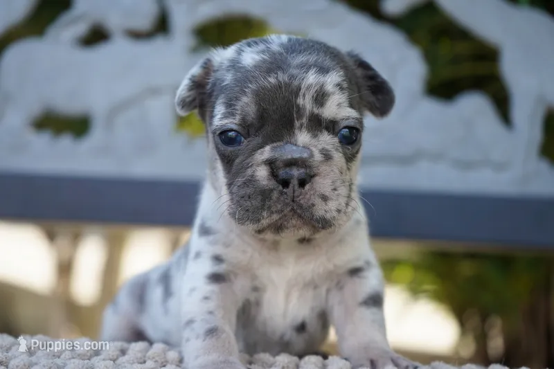 Tipper  – French Bulldog puppy for sale in Millersburg, IN