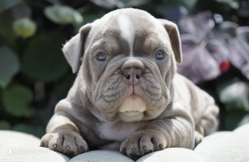 Rosie – English Bulldog, Olde English Bulldogge puppy for sale in Millersburg, IN