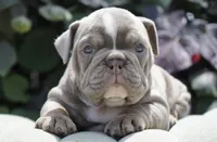 Rosie, a female English Bulldog and Olde English Bulldogge for sale in Millersburg, IN – 1 of 4