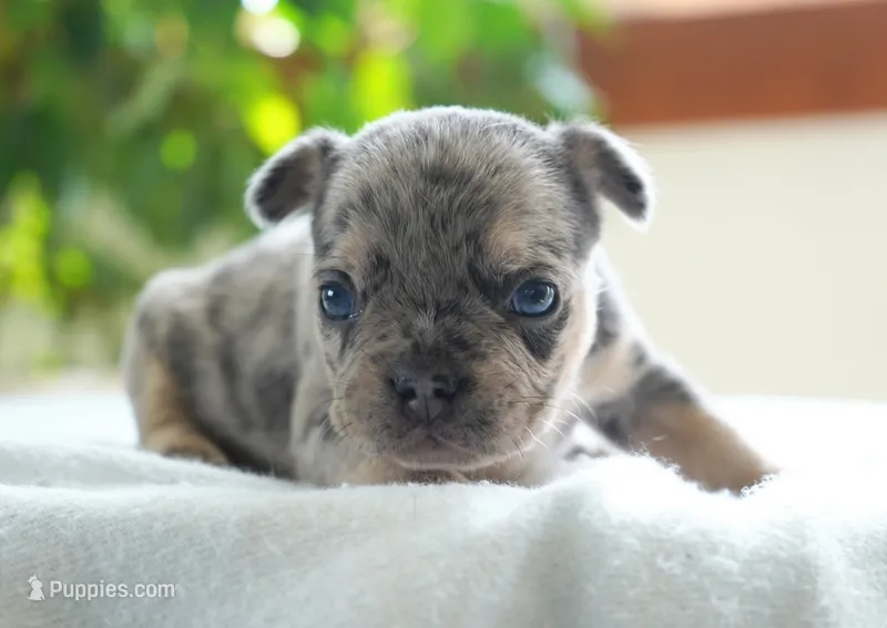Aspen – French Bulldog puppy for sale in Millersburg, IN