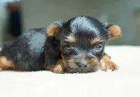 Mabel, a female Yorkshire Terrier for sale in Millersburg, IN – 5 of 5