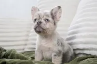 Dudley , a male French Bulldog for sale in Millersburg, IN – 5 of 10