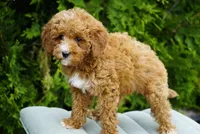 Berry, a male Goldendoodle for sale in Millersburg, IN – 9 of 10