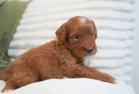 Pruitt, a male Miniature Goldendoodle for sale in Millersburg, IN – 10 of 10