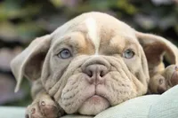 Rosie, a female English Bulldog and Olde English Bulldogge for sale in Millersburg, IN – 5 of 5