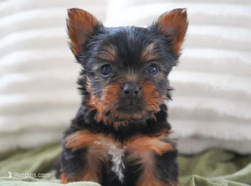 Buttons – Yorkshire Terrier puppy for sale in Millersburg, IN