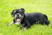 Eleanor , a female English Bulldog and Olde English Bulldogge for sale in Millersburg, IN – 3 of 5