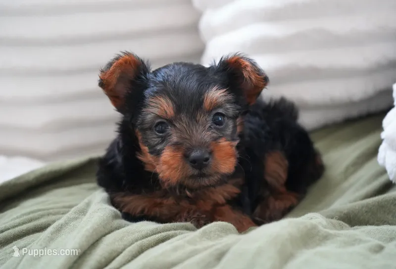 Winnie – Yorkshire Terrier puppy for sale in Millersburg, IN