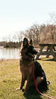 Gucci, a female German Shepherd Dog for sale in Fort Wayne, IN – 2 of 3