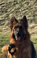 Gucci, a female German Shepherd Dog for sale in Fort Wayne, IN – 1 of 3