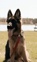 Gucci, a female German Shepherd Dog for sale in Fort Wayne, IN – 3 of 3