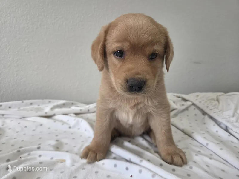 #1 female – Labrador Retriever puppy for sale in Dyersville, IA