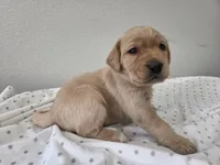 #1 Yellow, a female Labrador Retriever for sale in Dyersville, IA – 2 of 3