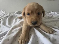 #1 female, a female Labrador Retriever for sale in Dyersville, IA – 4 of 4