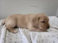 #1 Yellow, a female Labrador Retriever for sale in Dyersville, IA – 3 of 3