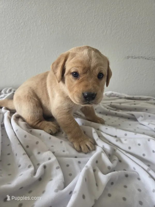 #1 female – Labrador Retriever puppy for sale in Dyersville, IA