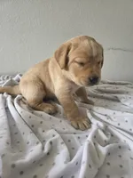 #1 male, a male Labrador Retriever for sale in Dyersville, IA – 2 of 4