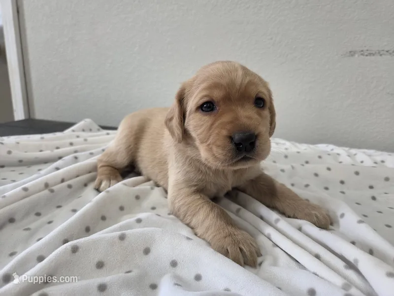 #1 Yellow – Labrador Retriever puppy for sale in Dyersville, IA