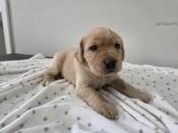 #1 Yellow, a female Labrador Retriever for sale in Dyersville, IA – 1 of 3