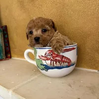 Luna, a female Poodle - Miniature  for sale in Covington, LA – 1 of 1