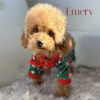 Poodle AKC, a male Poodle - Toy  for sale in Gilbert, AZ – Photo 2 of 3