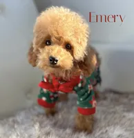 Poodle AKC, a male Poodle - Toy  for sale in Gilbert, AZ – Photo 2 of 3