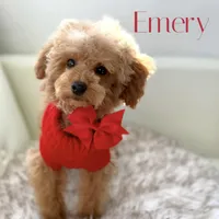 Poodle AKC, a male Poodle - Toy  for sale in Gilbert, AZ – Photo 1 of 3