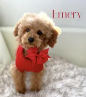 Poodle AKC, a male Poodle - Toy  for sale in Gilbert, AZ – Photo 1 of 3