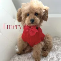 Poodle AKC, a male Poodle - Toy  for sale in Gilbert, AZ – Photo 3 of 3