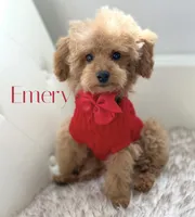 Poodle AKC, a male Poodle - Toy  for sale in Gilbert, AZ – Photo 3 of 3