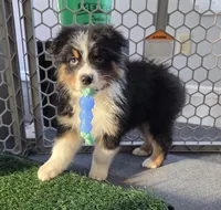 Samson, AKC Black Tri, a male Australian Shepherd for sale in Kokomo, IN – Photo 2 of 9