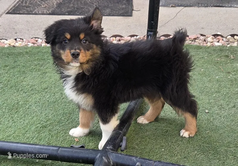 Emmy Lou, AKC Black Tri