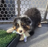 Samson, AKC Black Tri, a male Australian Shepherd for sale in Kokomo, IN – Photo 4 of 9