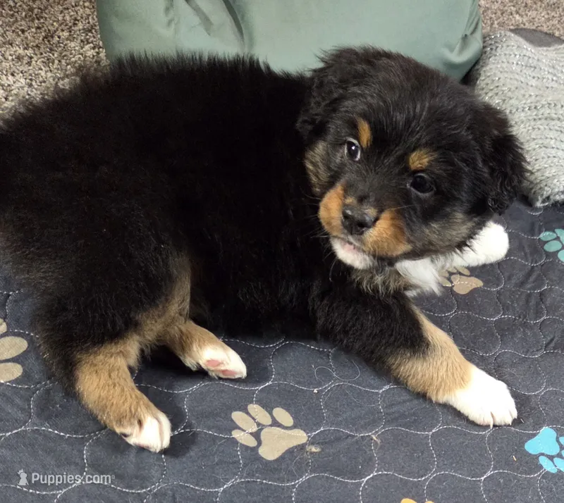 Emmy Lou, AKC Black Tri