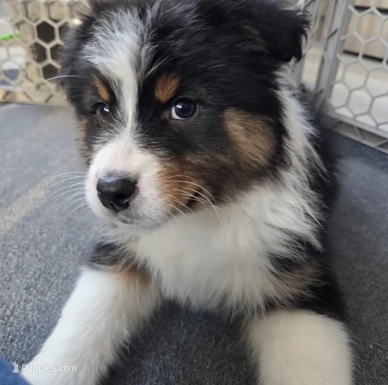 Samson, AKC Black Tri