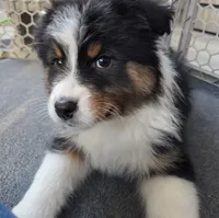 Samson, AKC Black Tri, a male Australian Shepherd for sale in Kokomo, IN – Photo 1 of 9