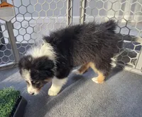 Samson, AKC Black Tri, a male Australian Shepherd for sale in Kokomo, IN – Photo 6 of 9