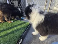 Samson, AKC Black Tri, a male Australian Shepherd for sale in Kokomo, IN – Photo 9 of 9