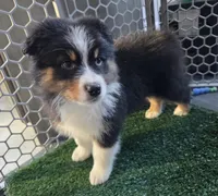Samson, AKC Black Tri, a male Australian Shepherd for sale in Kokomo, IN – Photo 3 of 9