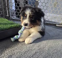 Samson, AKC Black Tri, a male Australian Shepherd for sale in Kokomo, IN – Photo 8 of 9