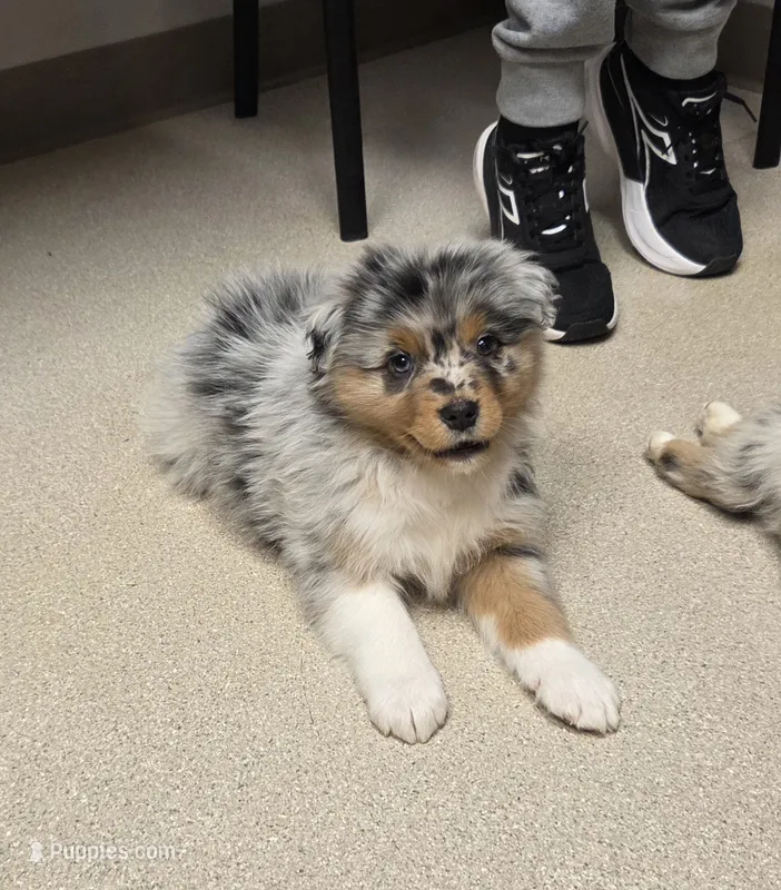Bentley, AKC Blue Merle