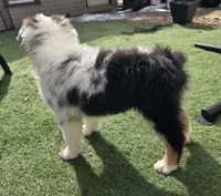 Talon, AKC Blue Merle, a male Australian Shepherd for sale in Kokomo, IN – Photo 5 of 8