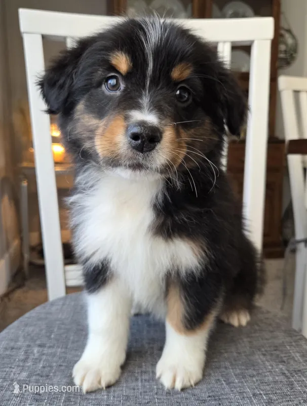 Jericho, AKC Black Tri