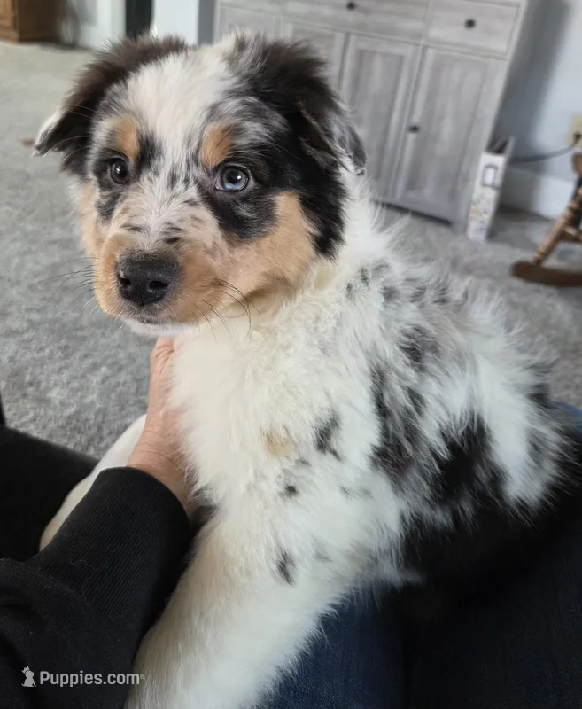 Talon, AKC Blue Merle