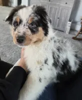 Talon, AKC Blue Merle, a male Australian Shepherd for sale in Kokomo, IN – Photo 1 of 8
