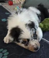 Talon, AKC Blue Merle, a male Australian Shepherd for sale in Kokomo, IN – Photo 7 of 8